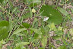 Common catchfly